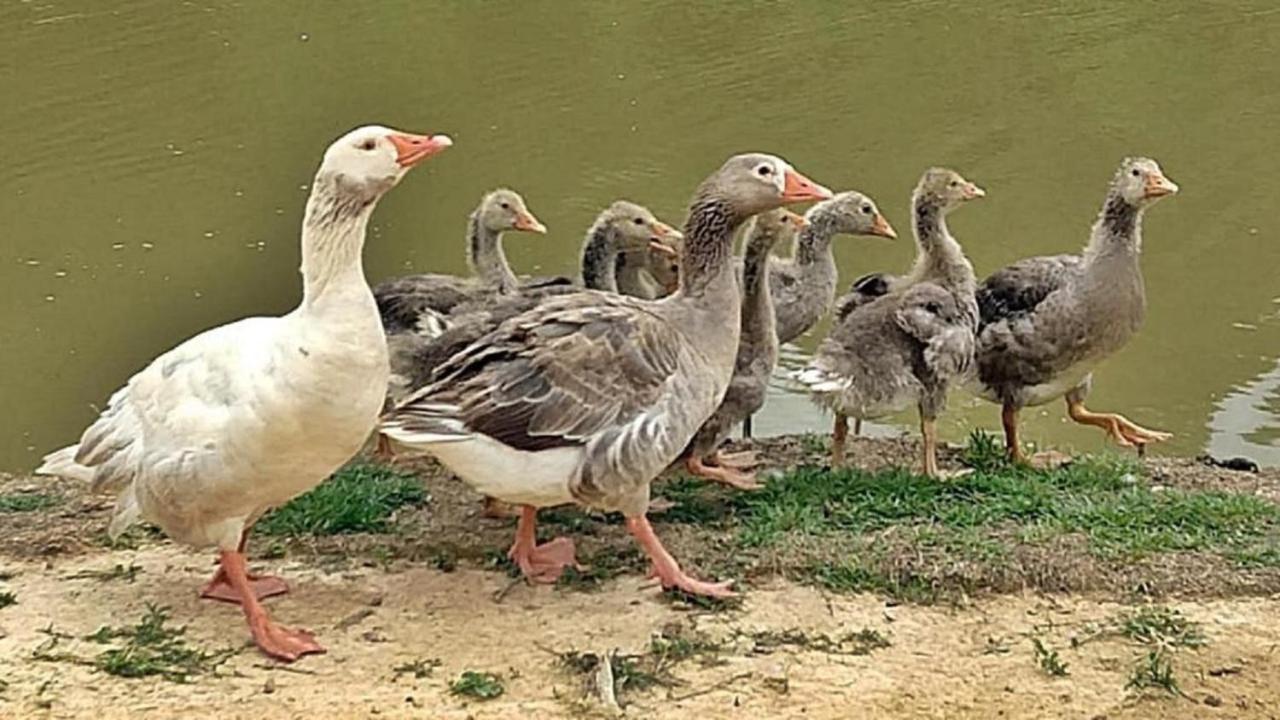 Hotel Fazenda Ararita Pôrto Feliz Dış mekan fotoğraf
