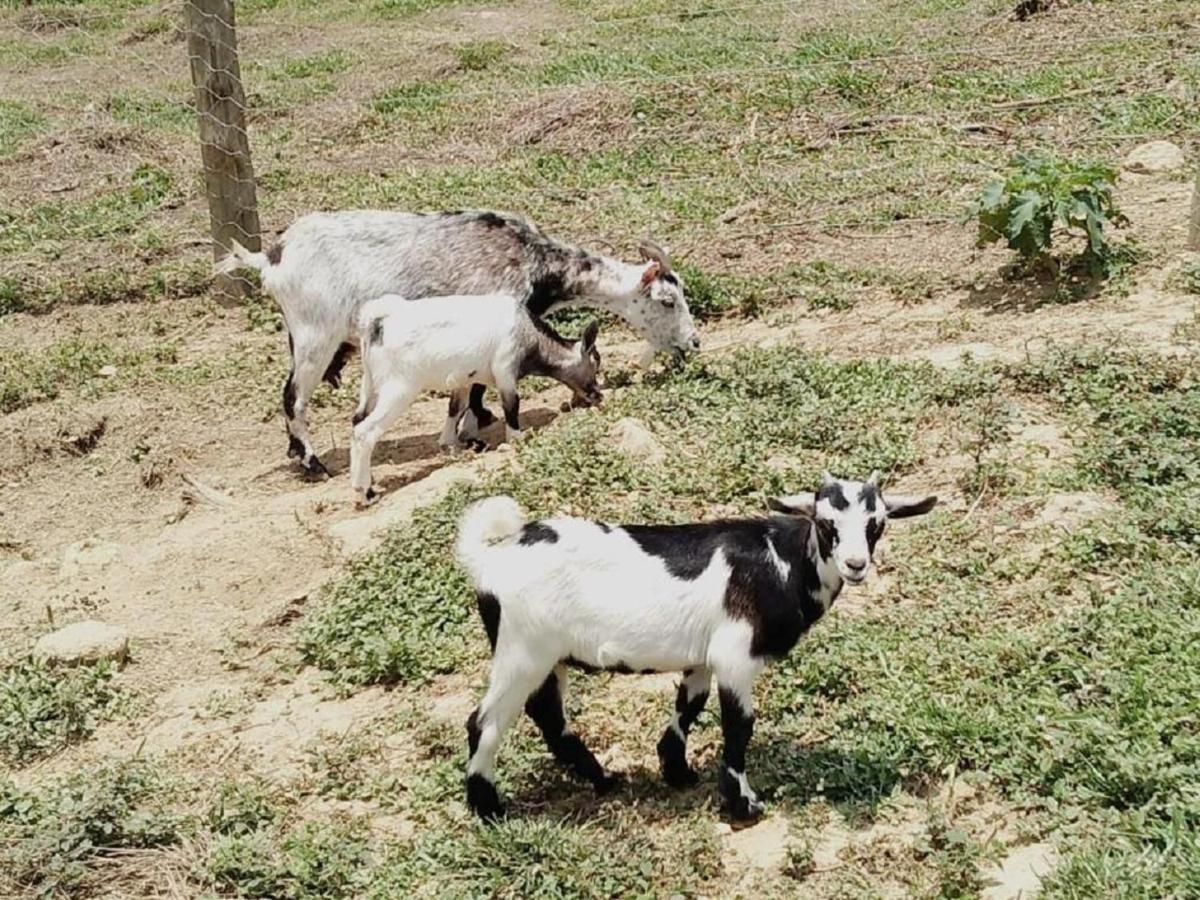 Hotel Fazenda Ararita Pôrto Feliz Dış mekan fotoğraf