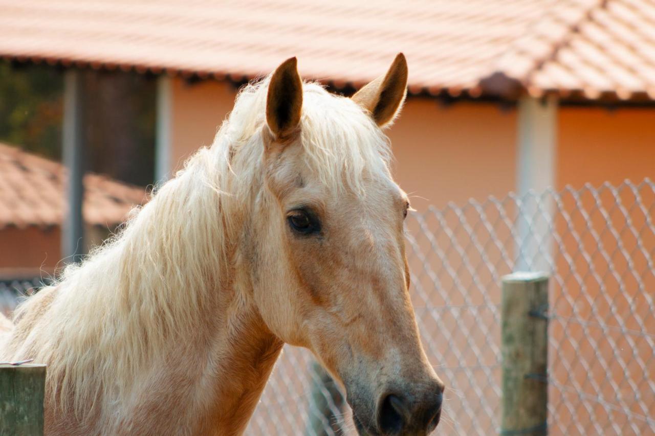 Hotel Fazenda Ararita Pôrto Feliz Dış mekan fotoğraf