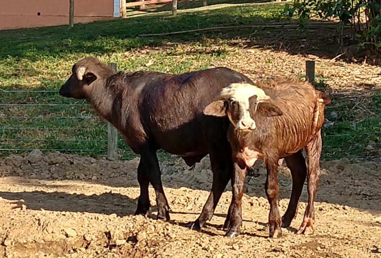 Hotel Fazenda Ararita Pôrto Feliz Dış mekan fotoğraf